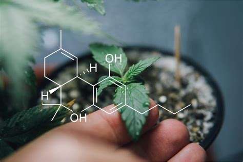 Cannabinoids