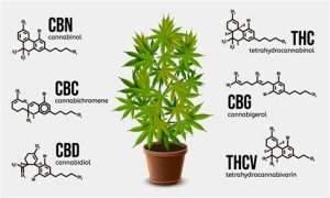 Cannabinoids