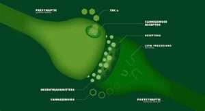 Cannabinoids